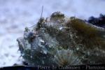 Marble-mouthed frogfish