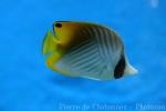 Threadfin butterflyfish