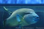 Humphead wrasse