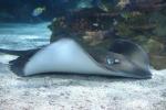 Pink whipray