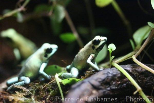 Black-legged poison frog