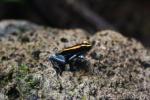 Golfodulcean poison-frog