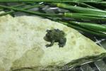 Appenine yellow-bellied toad