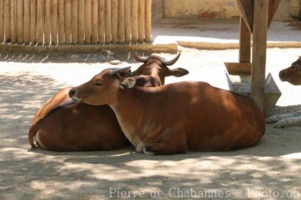 Javan banteng