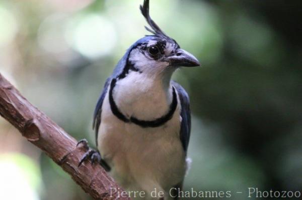 White-throated magpie-jay