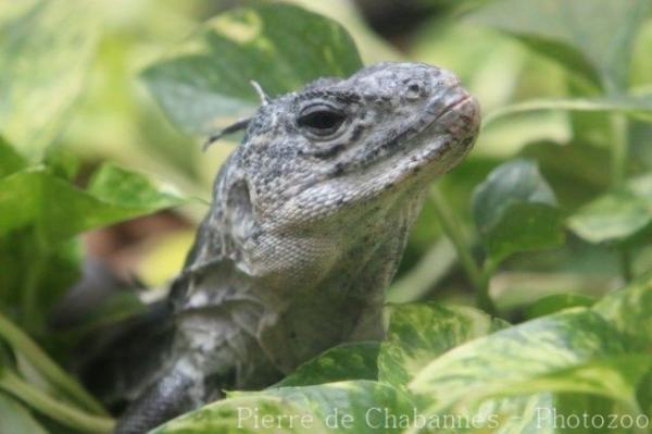 Utila spiny-tailed iguana