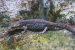 Sardinian brook salamander