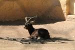 Nile lechwe