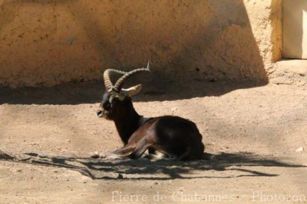 Nile lechwe