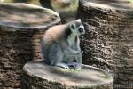 Ring-tailed lemur