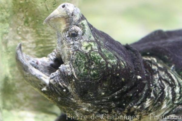 Alligator snapping turtle