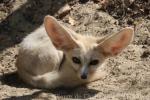 Fennec fox