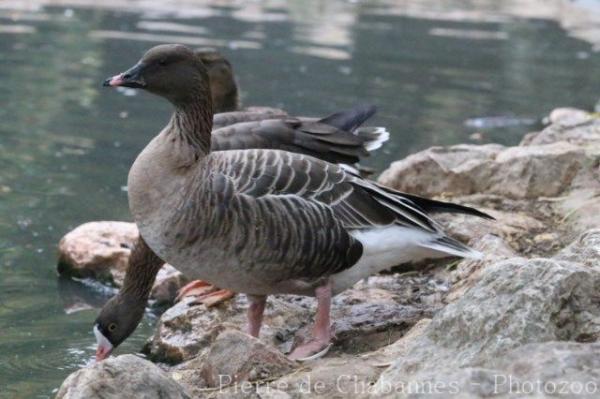 Pink-footed goose