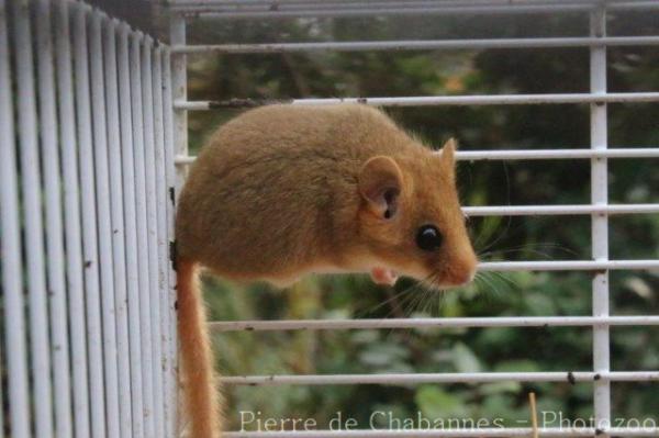 Eurasian harvest mouse