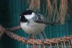 Coal tit