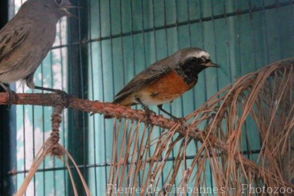 Common redstart