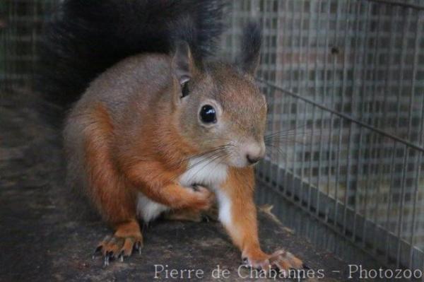 Eurasian red squirrel