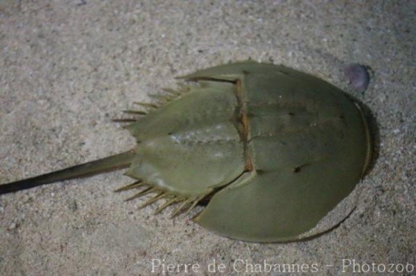 Indian horseshoe crab