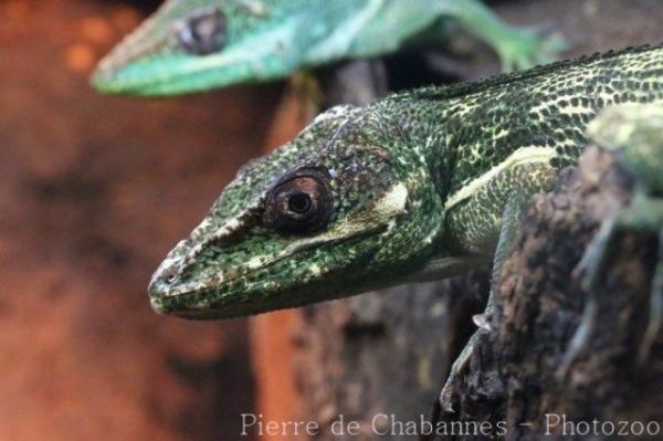 Cuban giant anole