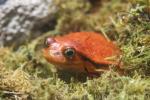 Sambava tomato frog