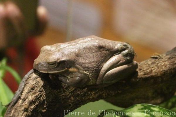 White's tree frog