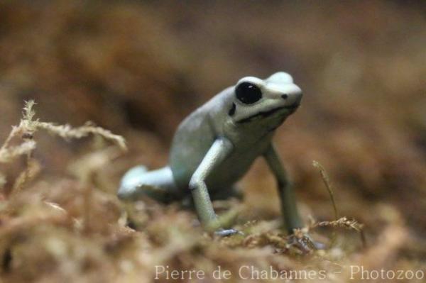 Black-legged poison frog