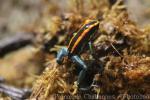 Golfodulcean poison-frog