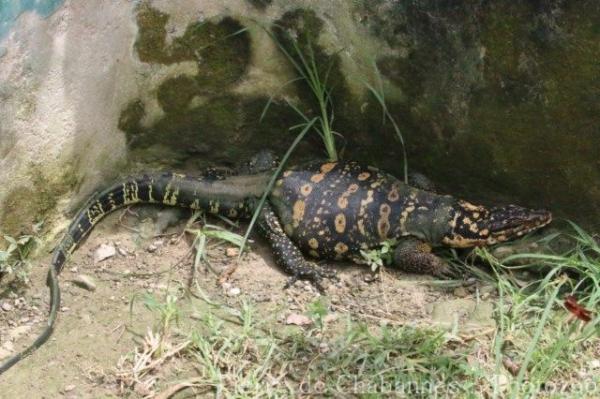 Samar water monitor