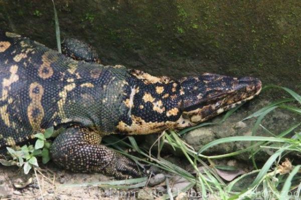 Samar water monitor