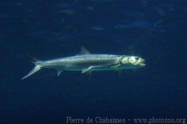 Pacific ladyfish