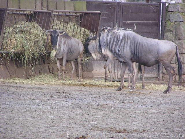 Eastern white-bearded wildebeest