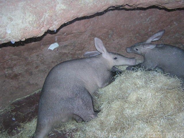 Aardvark