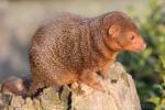 Common dwarf mongoose