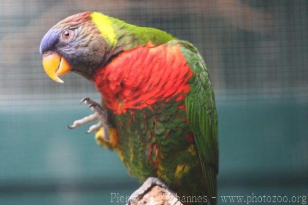 Rainbow lory