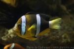 Yellowtail clownfish