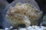 Striated frogfish