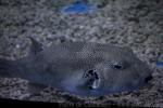 Stellate puffer