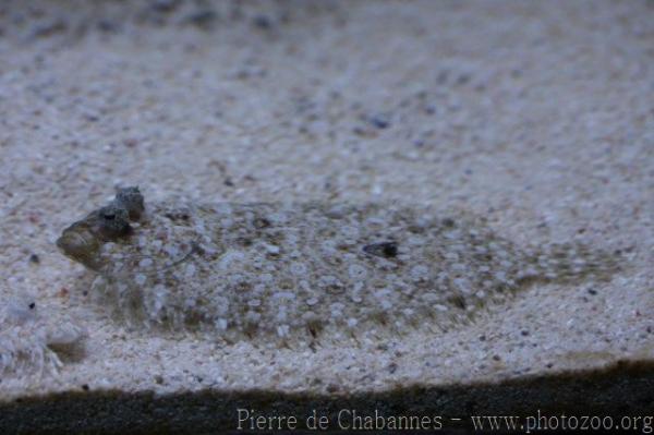 Leopard flounder