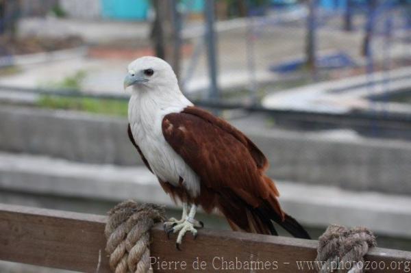 Brahminy kite