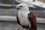 Brahminy kite