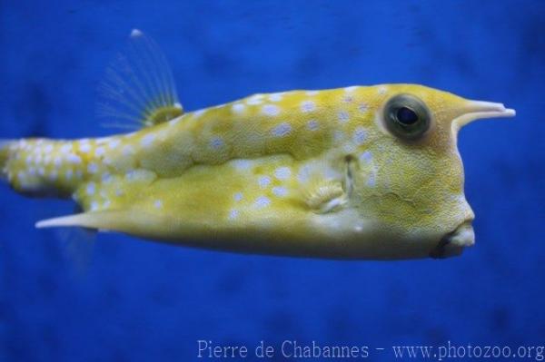 Longhorn cowfish