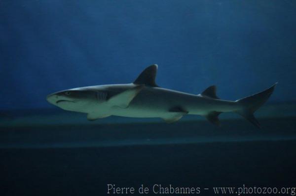 Whitetip reef shark