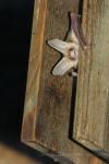 Pallid bat