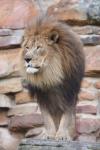 East African (Transvaal) Lion
