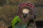 Hawk-headed parrot