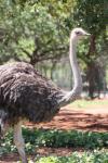 Somali ostrich *