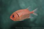 Doubletooth soldierfish