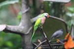 Moustached parakeet