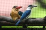 Collared kingfisher