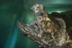 Alligator snapping turtle